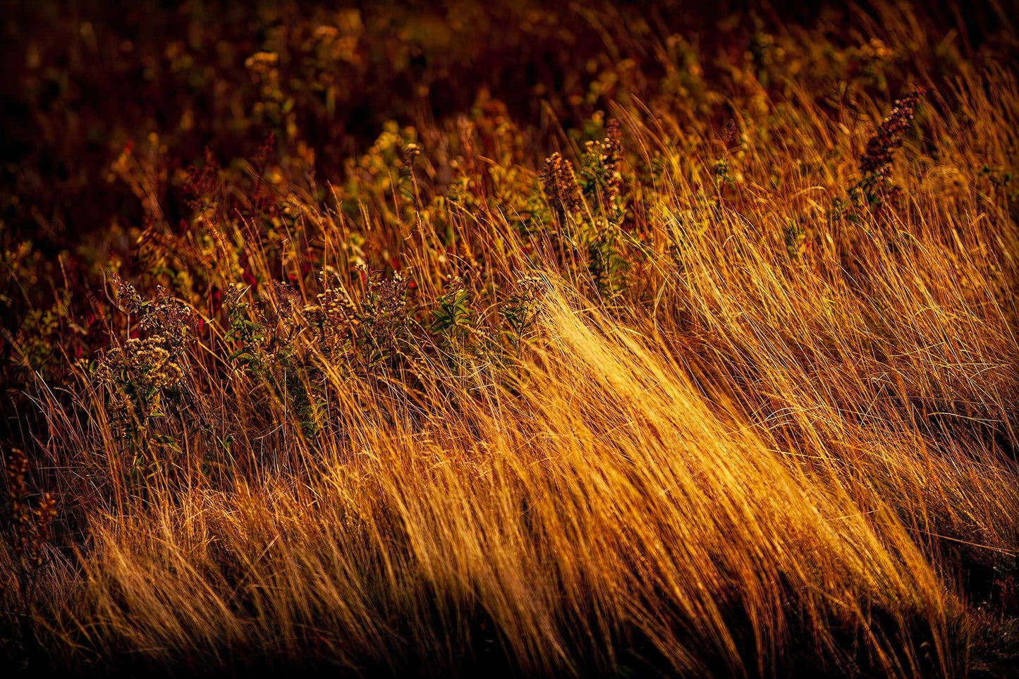 Autumn Grasses #1, Acadia – Limited Edition Fall Nature Photograph featuring golden backlit grasses in Acadia National Park. Fine art print with rich fall tones.