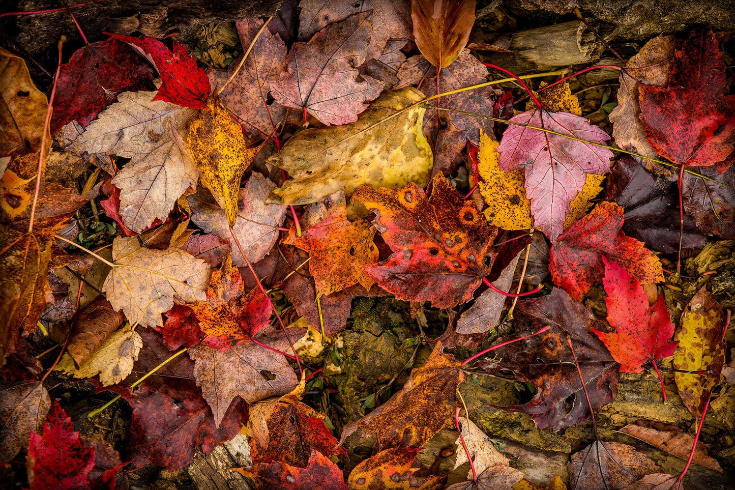 “Autumn Leaves Collage” – A vibrant fine art photograph of fallen leaves in West Virginia, captured during peak fall color. Limited edition of 25 prints