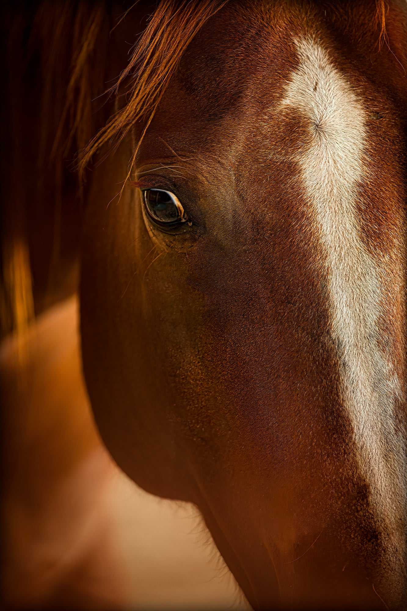 Close-up of a chestnut mare's eye and white blaze in a Western portrait, ideal for rustic home decor and equine wall art collectors.