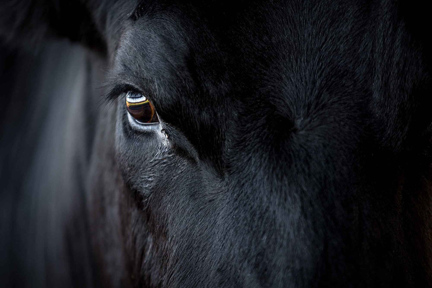 Black Angus Bull Eye – Fine Art Cattle Photography close-up capturing the bull’s eye with rich texture and subtle color for ranch-inspired decor.