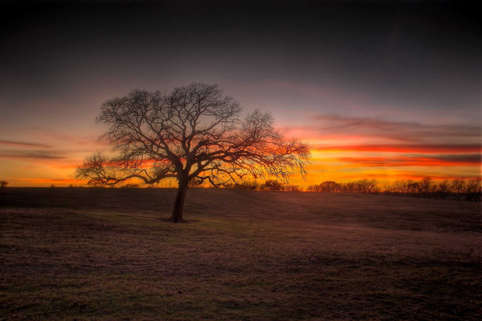 Lone Tree at Sunset – Fine Art Photograph at 44 Farms, Texas Ranch featuring a silhouetted tree under vivid orange and purple skies. A minimalist western landscape ideal for rustic or modern interiors.