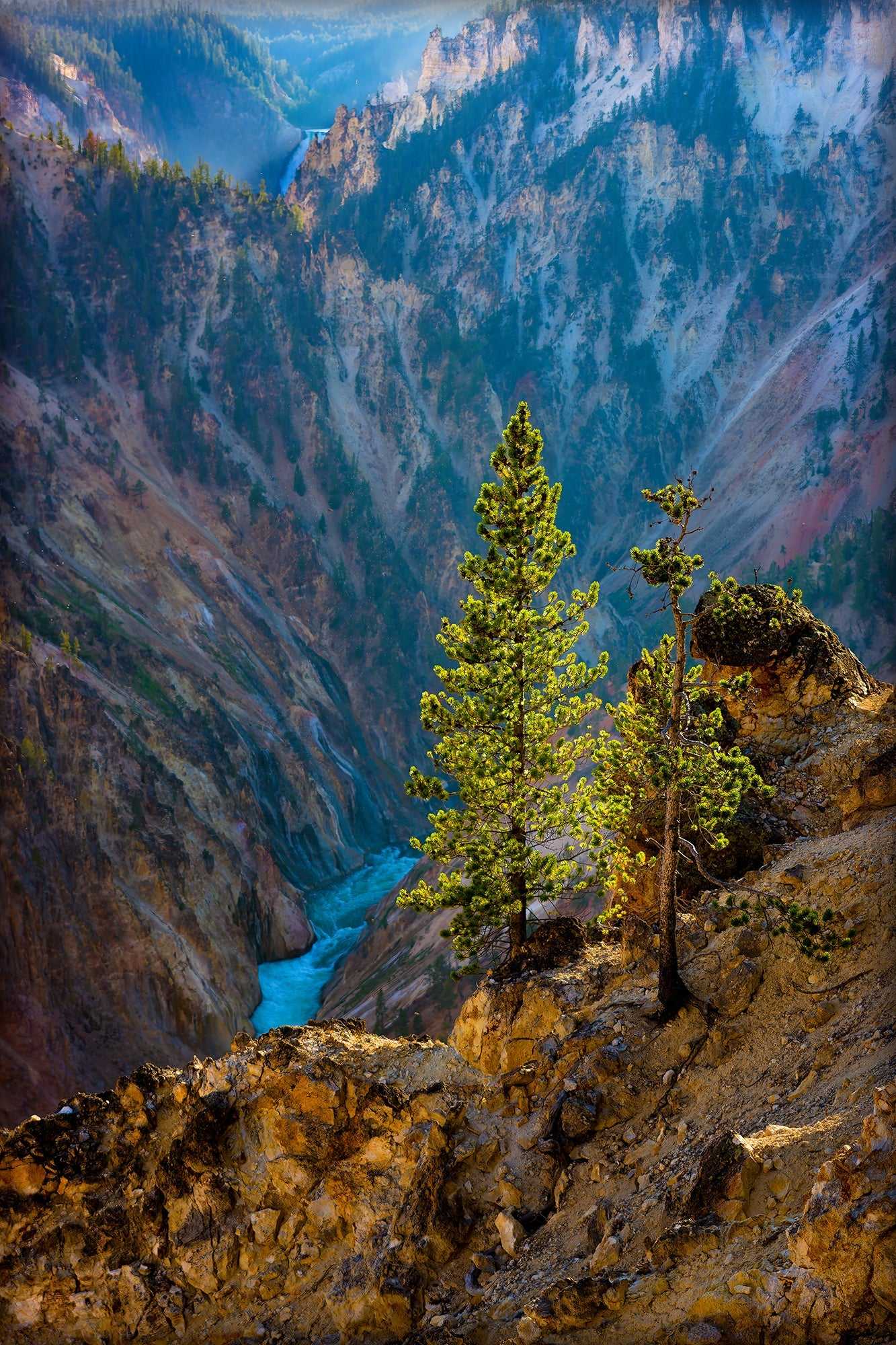 Lone tree illuminated by golden sunlight stands above the Yellowstone River canyon at Artist Point. Fine art Yellowstone photography in vivid detail.