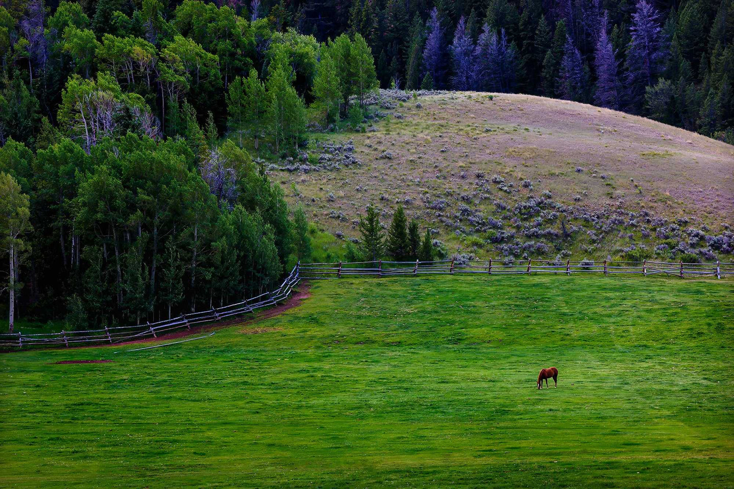 Lone Horse on Gros Ventre Ranch – Fine Art Photograph from Jackson Hole, Wyoming shows a single horse grazing in a lush green pasture with forested hills in the background. Captures tranquil rural scenery ideal for Western-themed home decor.