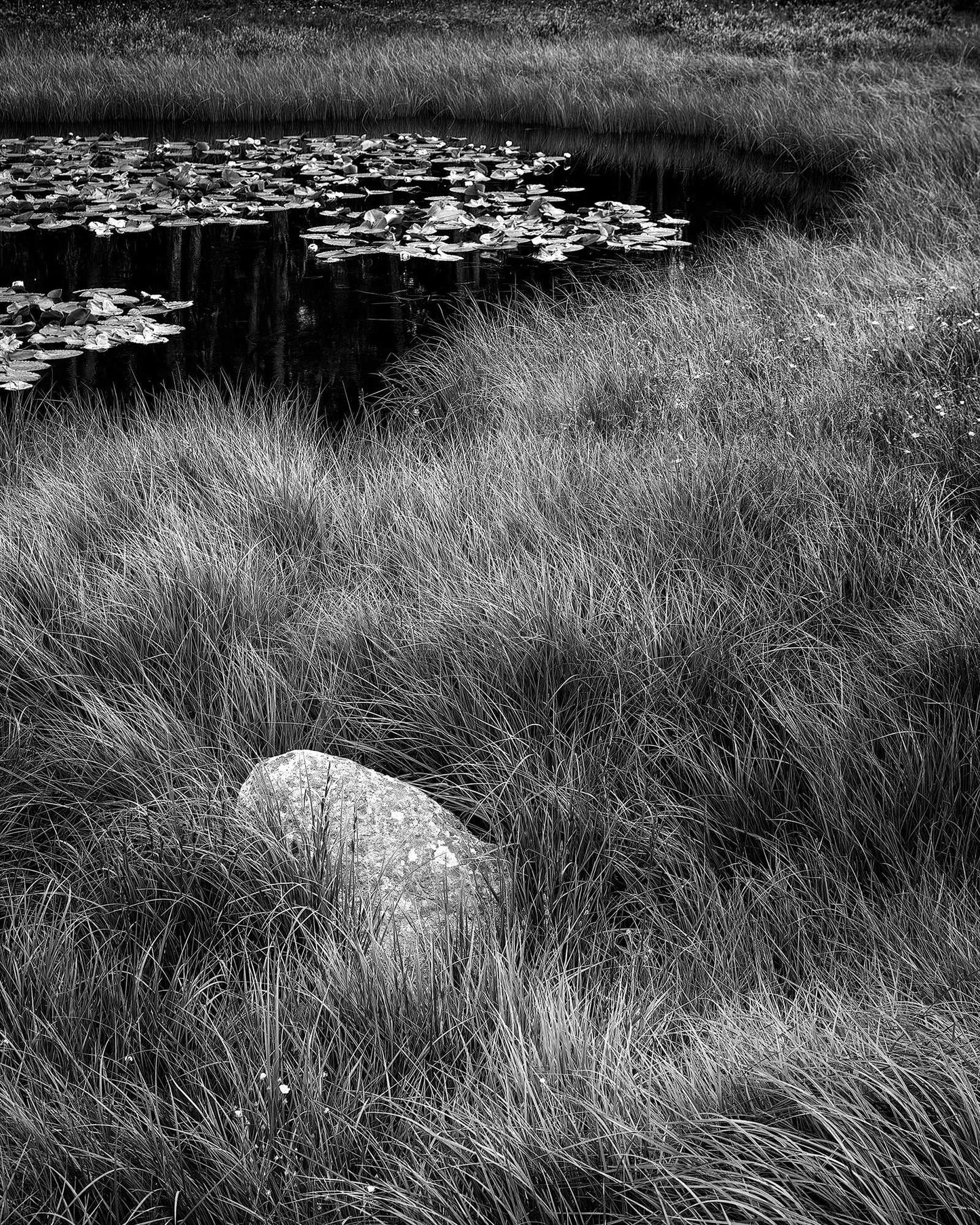 Black and white landscape photo of a serene Wyoming pond with lily pads, tall grasses, and a single boulder on the Continental Divide.