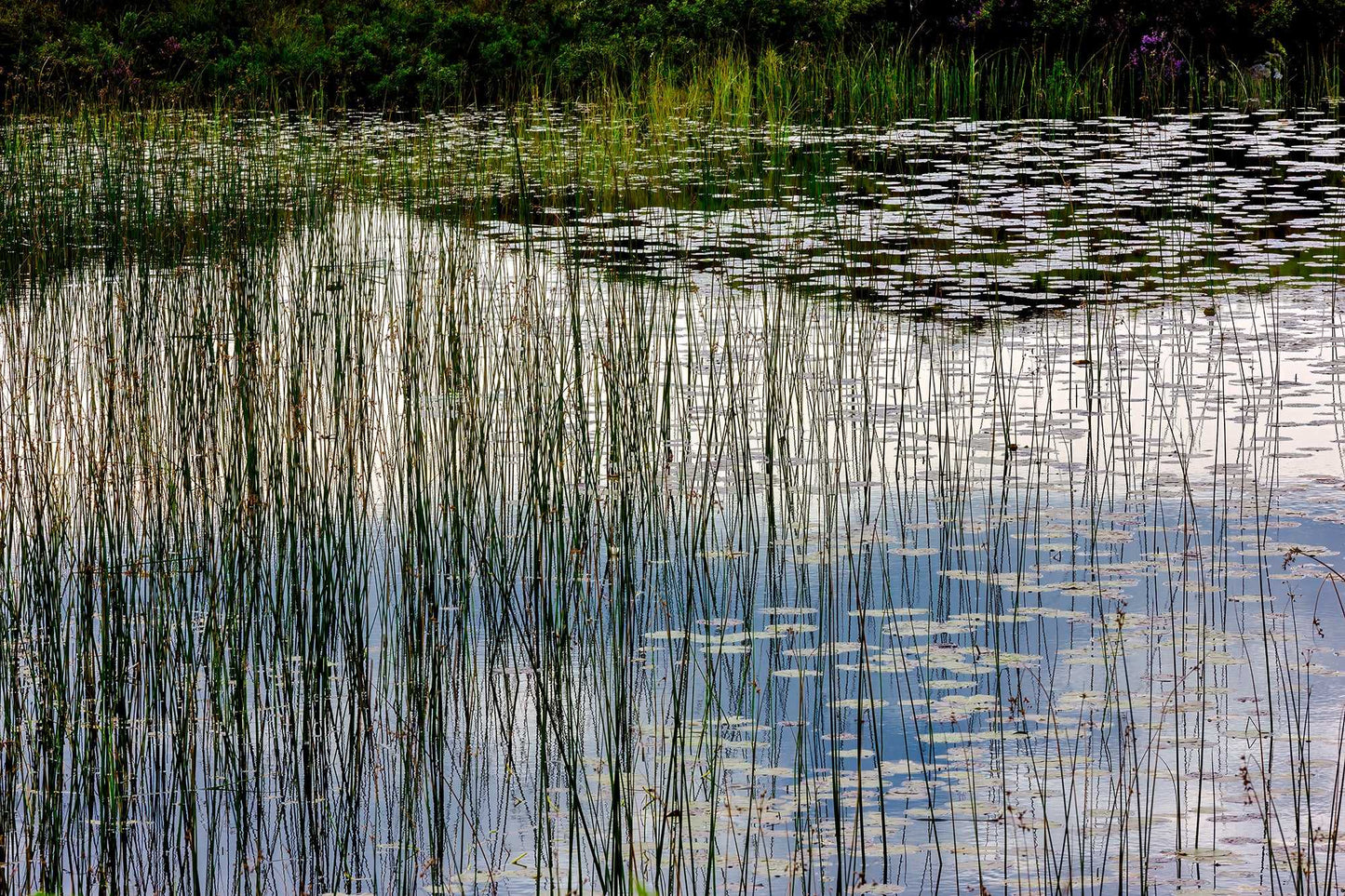 Reeds and Water – Scotland Landscape Photography: Lochinver shows tranquil reeds and lily pads reflecting sky and trees in a serene Scottish pond.