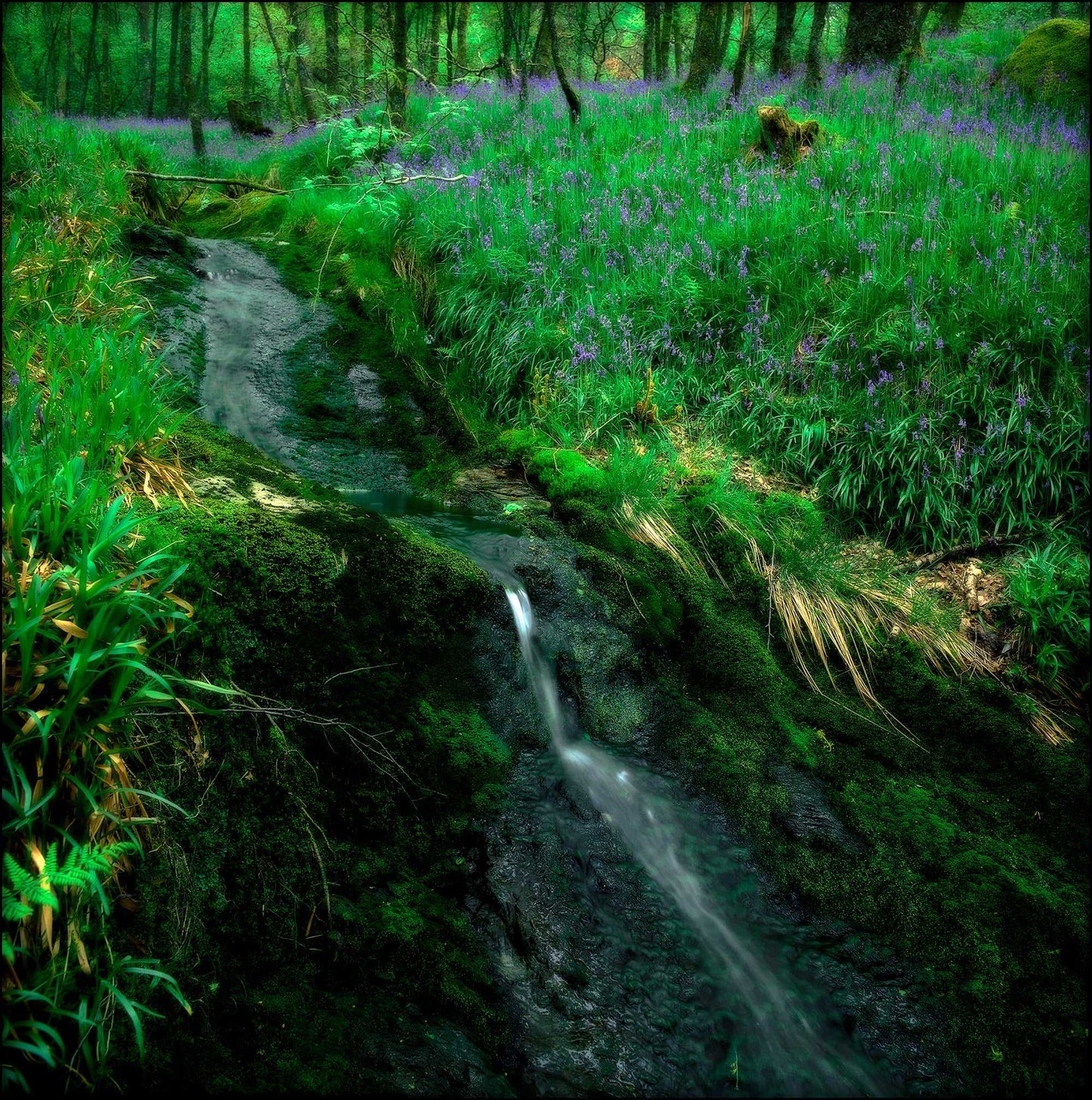 Lomond Creek – Scotland color photography of a mossy woodland stream and bluebell-covered glen near Loch Lomond, captured on film with a Hasselblad