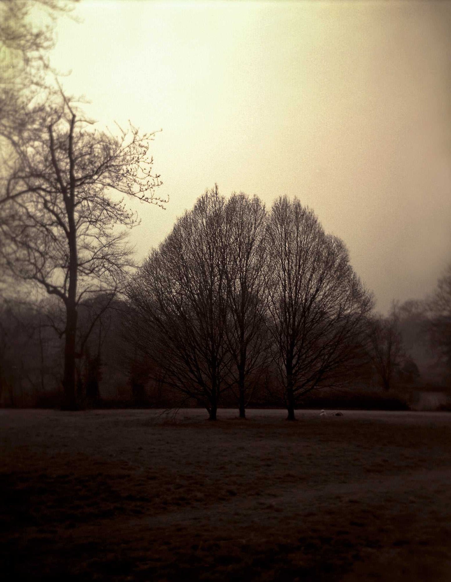 Hyde Park Meadow – Trees and Figures | Holga Film Print from London featuring golden-toned trees and soft silhouettes in a dreamy spring landscape.