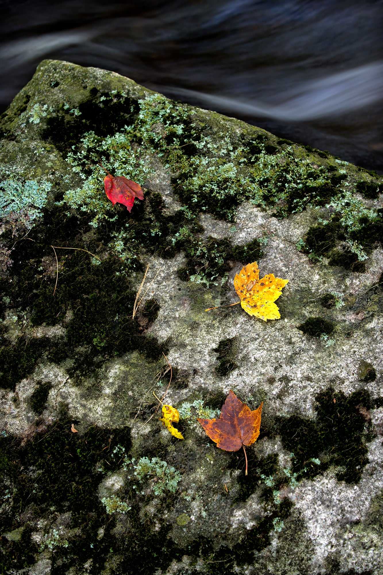 Autumn Remains – Limited Edition Photograph of golden and red leaves on a moss-covered rock in Maine with soft rushing water in background.