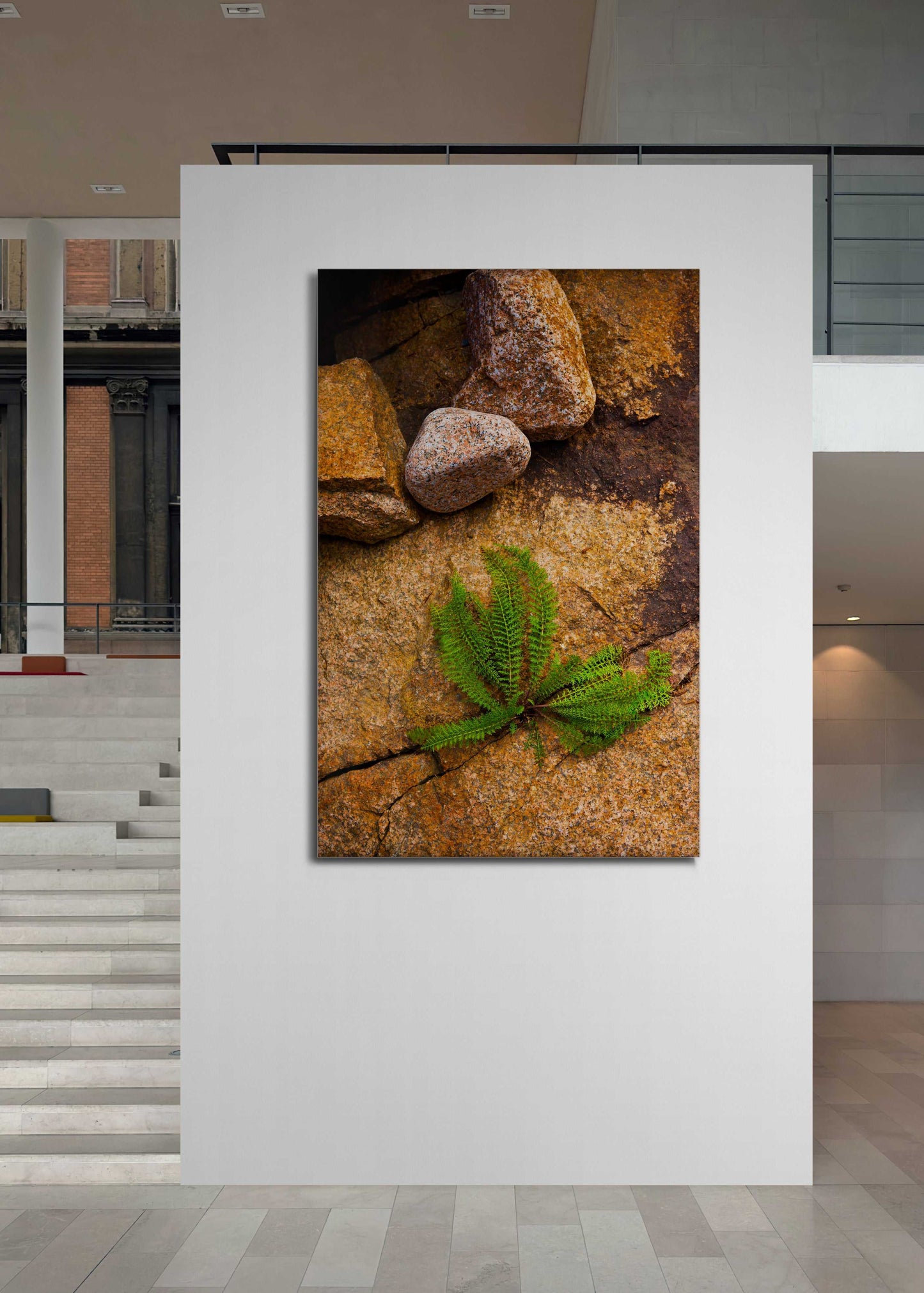 Large-scale Nature Breaking Through Stone fine art print exhibited in modern gallery space, emphasizing plant's growth through cracked rock surface.