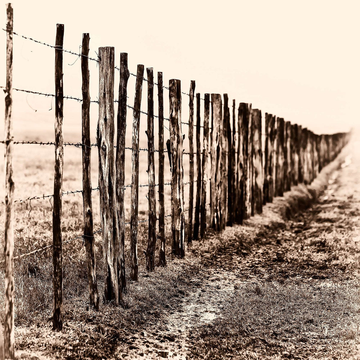 Weathered barbed wire fence line disappearing into fog on a Texas ranch at 44 Farms, evoking distance, memory, and rural landscape.