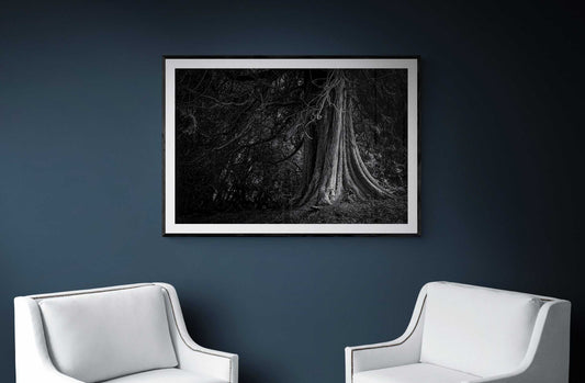 The Last Witness - Exhibited Scotland Photograph in Black and White on a blue wall above two white armchairs in a contemporary home.