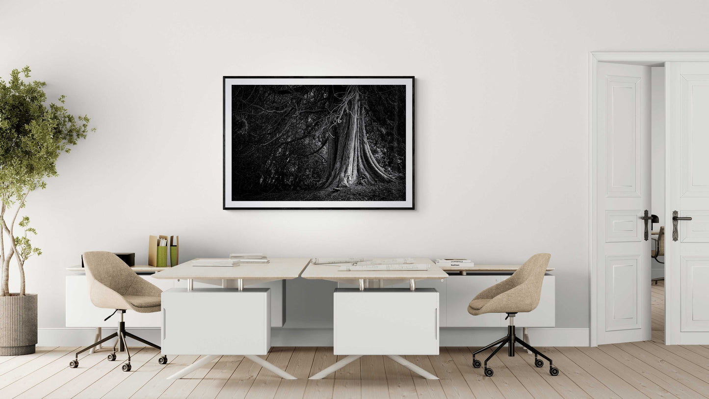 The Last Witness - Exhibited Scotland Photograph In Black and White displayed in a minimalist dual-desk office. A high-contrast tree print offering artistic depth to professional interiors.