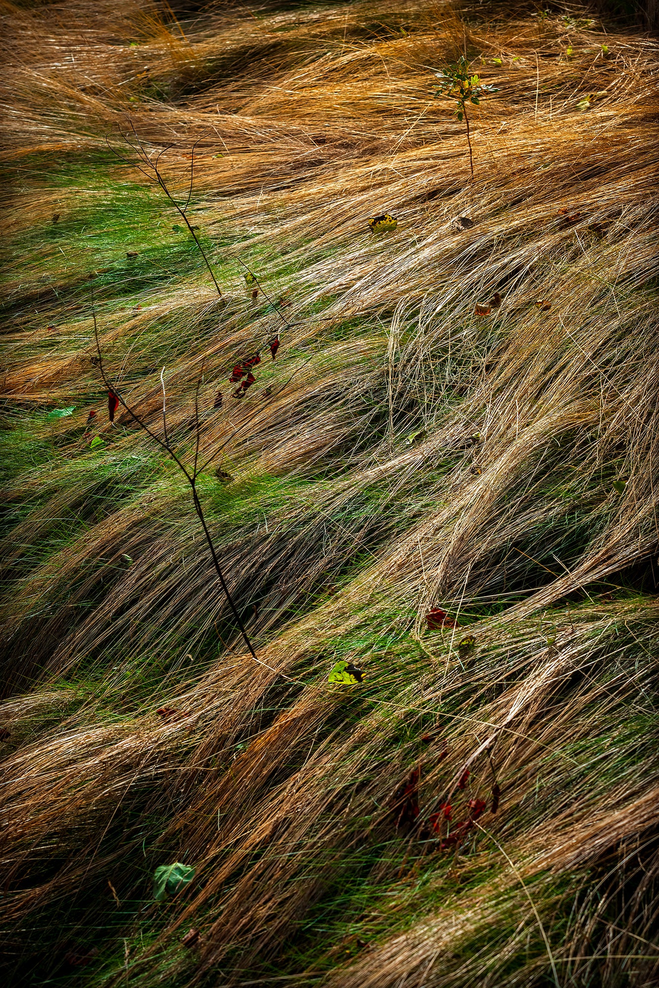 Autumn Grasses #2, Acadia