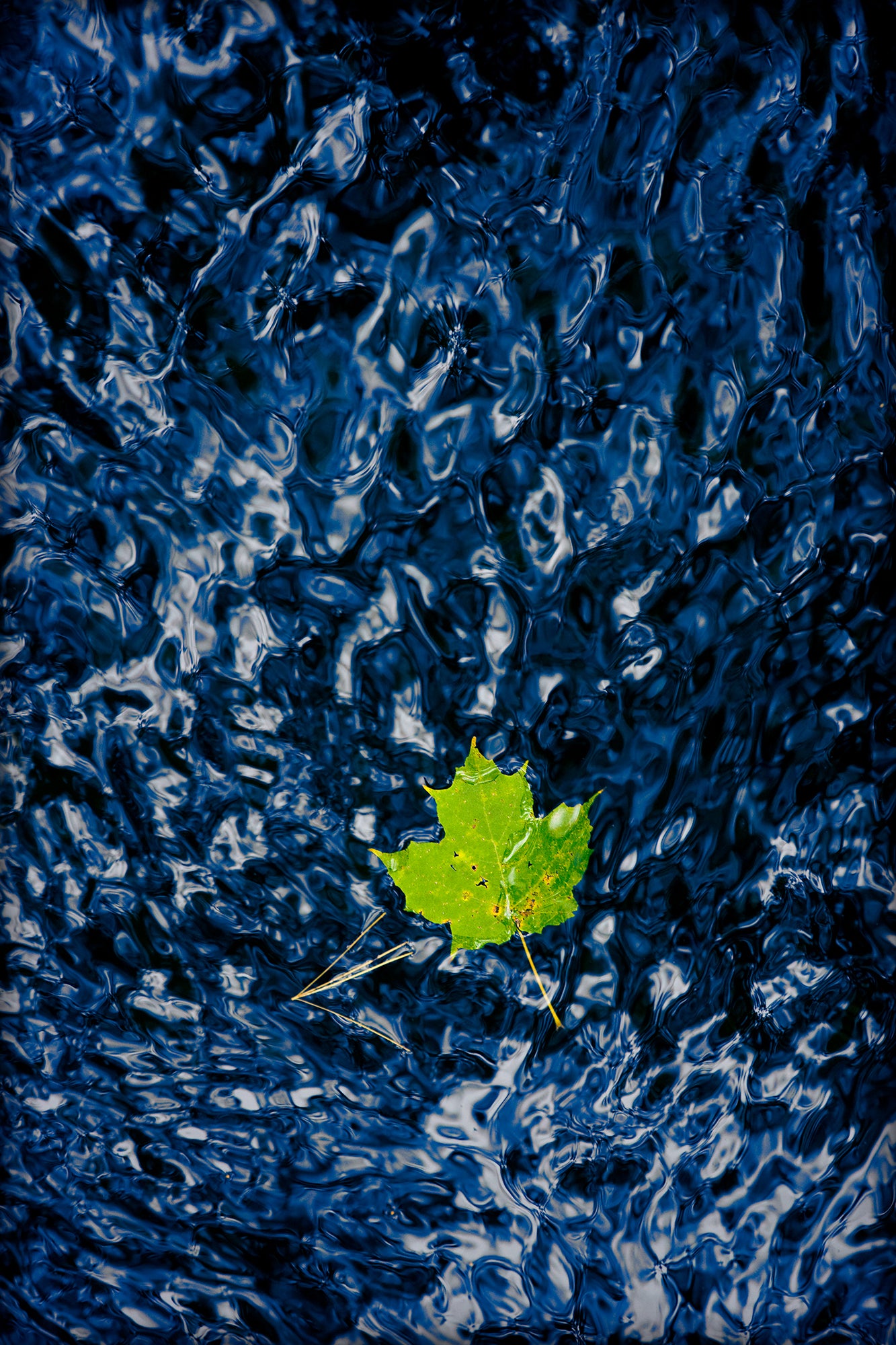 An image of a verdant green leaf floating atop the ripples of a Maine mountain stream, which is a brilliant shade of blue. The light reflections also give off a white texture pattern.