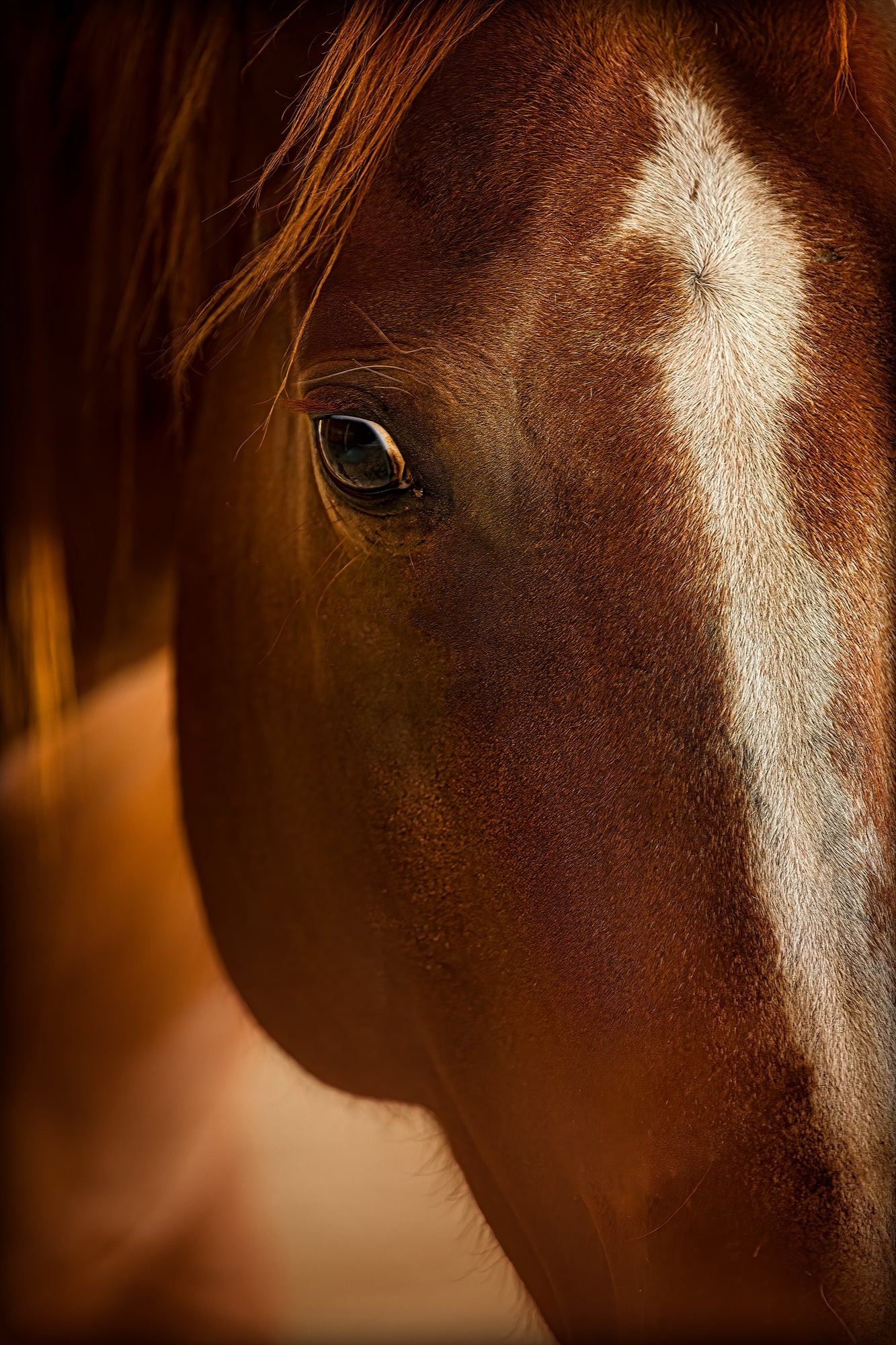 Chestnut Mare