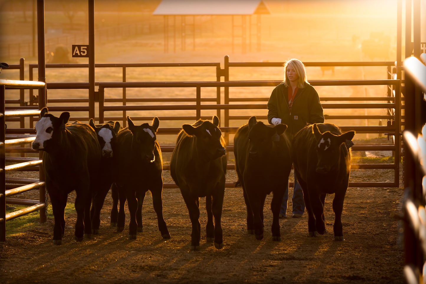 Calves at Daybreak