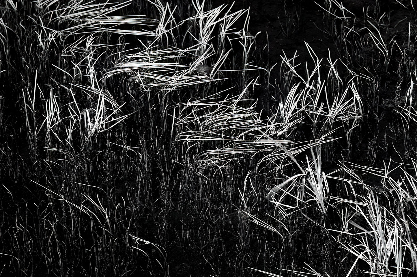 Reeds in Water, Grand Tetons