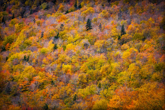 Canopy of Color