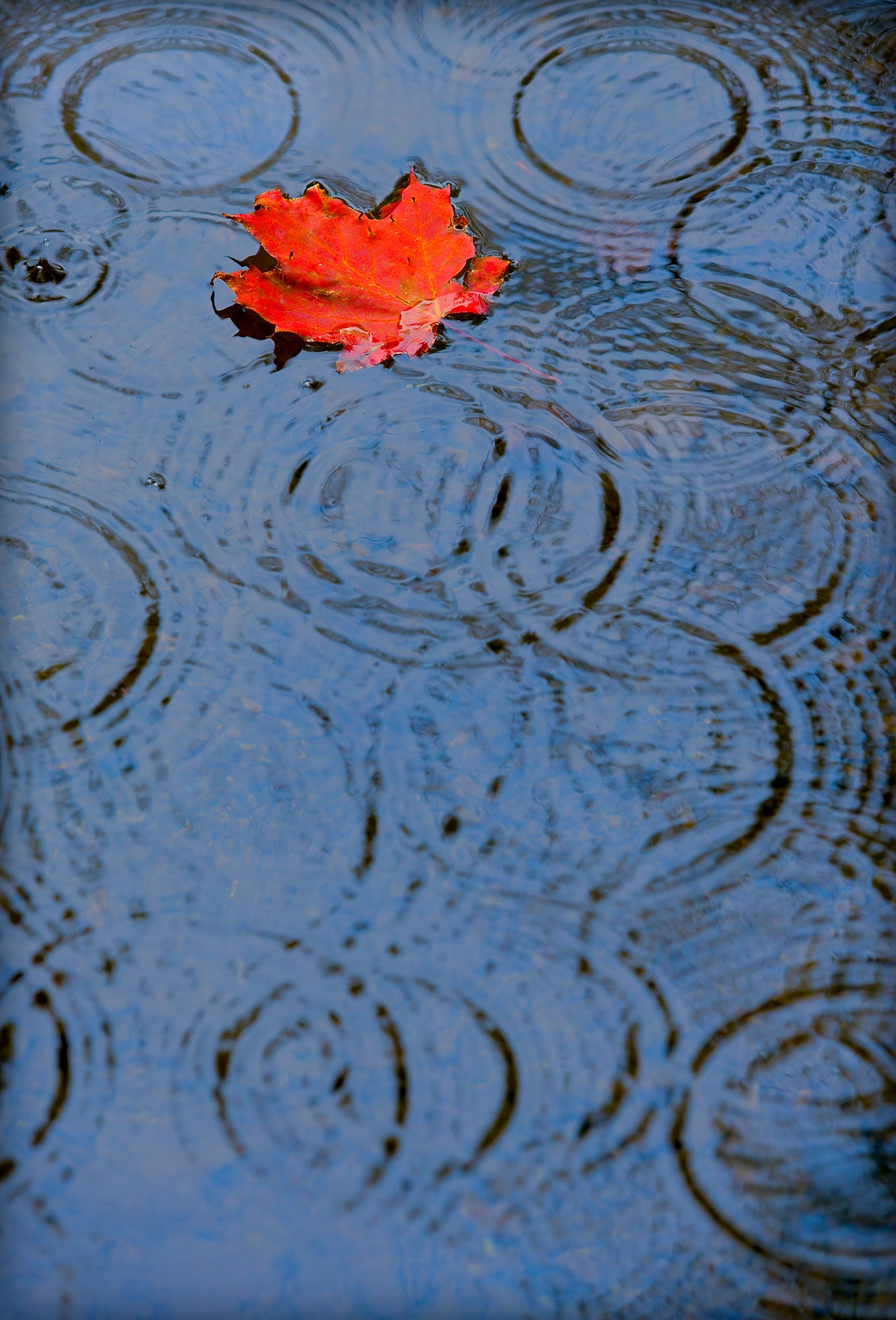 Autumn Rain