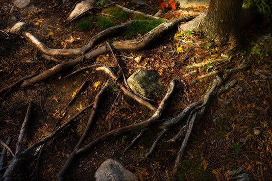 Ancient Roots — fine art photograph of sunlit tree roots on a Maine forest floor with autumn leaves, moss, and textured natural patterns