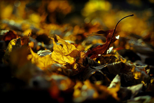 Golden autumn leaves on forest floor photographed on Kodachrome film with shallow depth of field and warm glowing tones