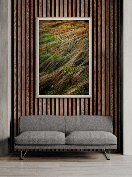 “Autumn Grasses #2, Acadia” – A limited edition fine art photograph showcasing flowing, backlit wild grasses in Acadia National Park. Ideal for modern interiors.