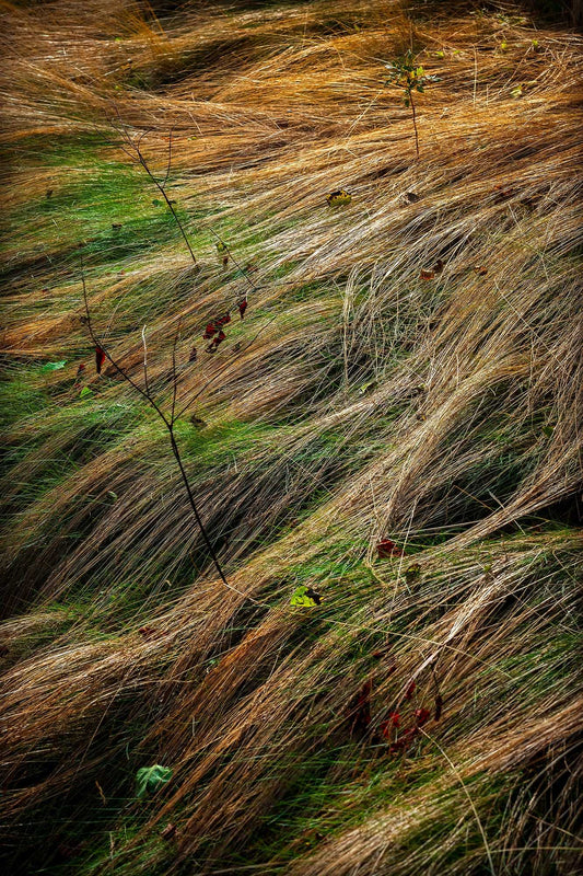 Flowing autumn grasses in Acadia National Park forming layered patterns of gold and green, emphasizing movement and texture.