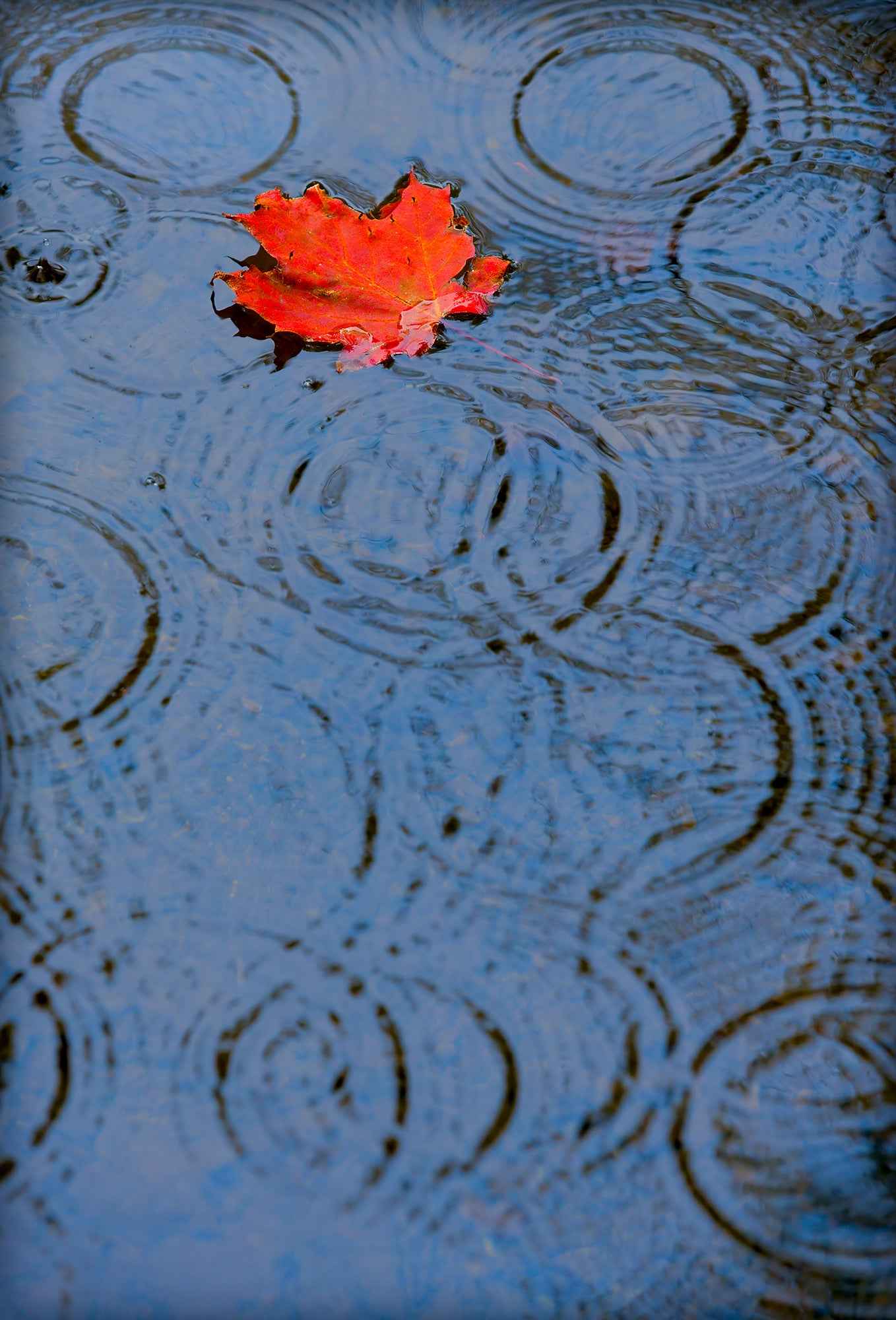 Red autumn leaf floating on rain-dappled water in Maine with concentric ripples across a blue-gray surface.