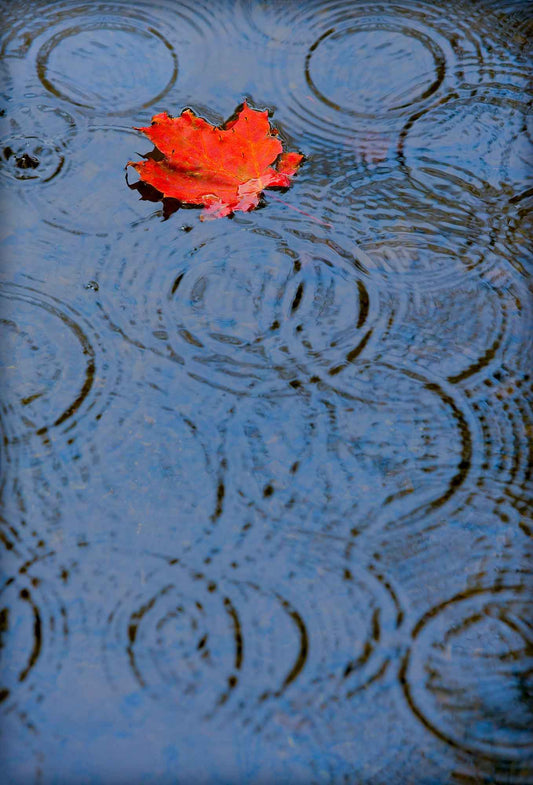 Red autumn leaf floating on rain-dappled water in Maine with concentric ripples across a blue-gray surface.