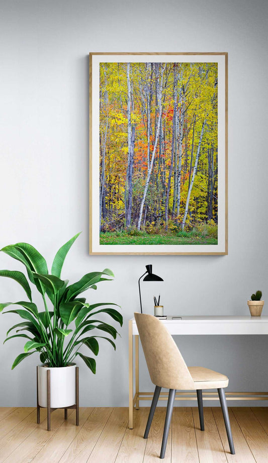 Framed print of an images of birch trees against a wall of other trees in Maine, shown on the wall of a room setting.