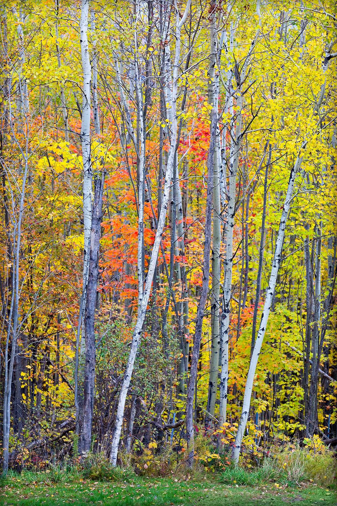 Michael Hart Fine Art