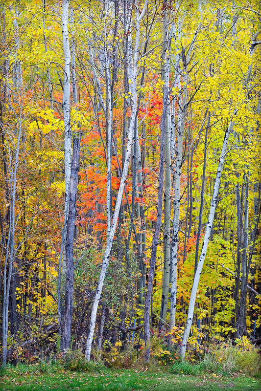 Two white birch trees standing close together in a New England forest, surrounded by vibrant yellow, orange, and red autumn foliage.