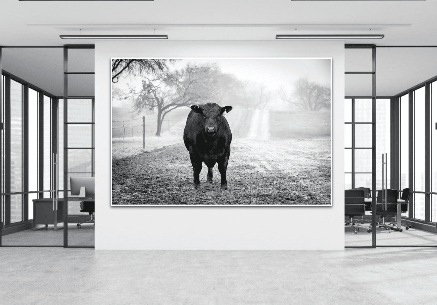 Large photographic print of a Black Angus bull on the outside wall of monochromatic office conference room. 