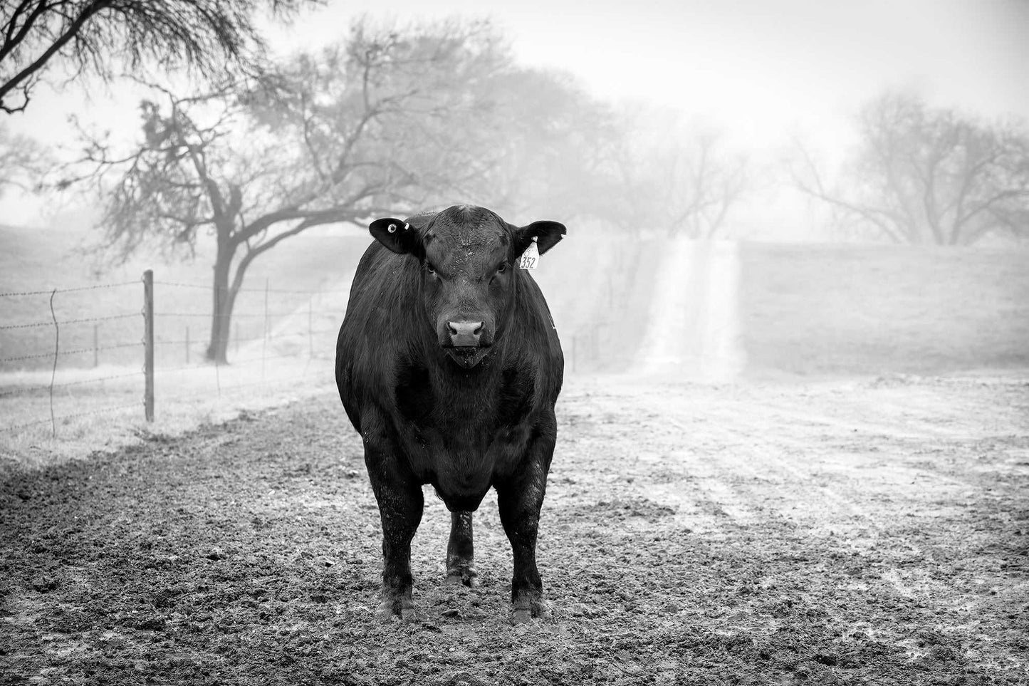 Black and white photograph of a solitary Black Angus bull standing in winter fog at 44 Farms in Cameron, Texas.