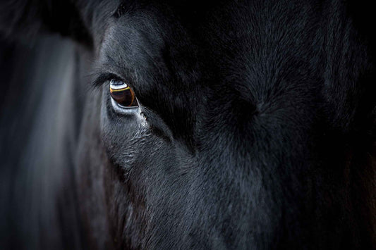 Close-up of a Black Angus bull eye reflecting corral rails and sky at 44 Farms in Texas, highlighting texture, light, and animal presence.
