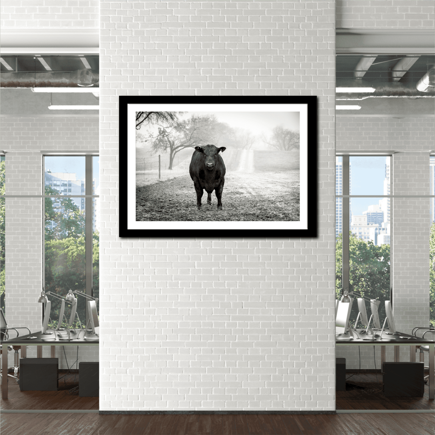 Black Angus Bull in Fog – Award-Winning Texas Ranch Photography framed on white brick wall in modern office. 