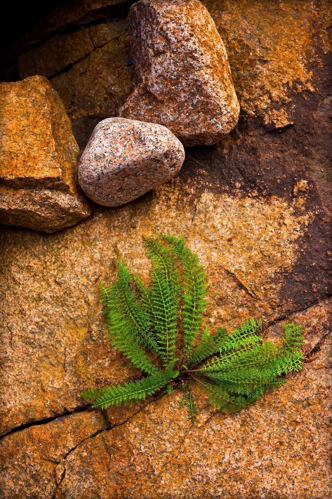 Breaking Through — fine art photograph of green fern growing through cracked rock in Maine, showing contrast between plant life and stone texture