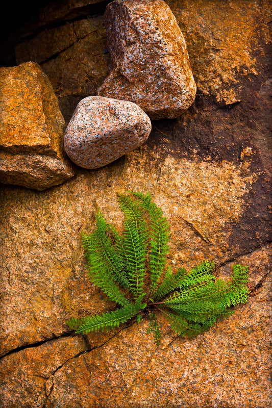 Breaking Through — fine art photograph of green fern growing through cracked rock in Maine, showing contrast between plant life and stone texture