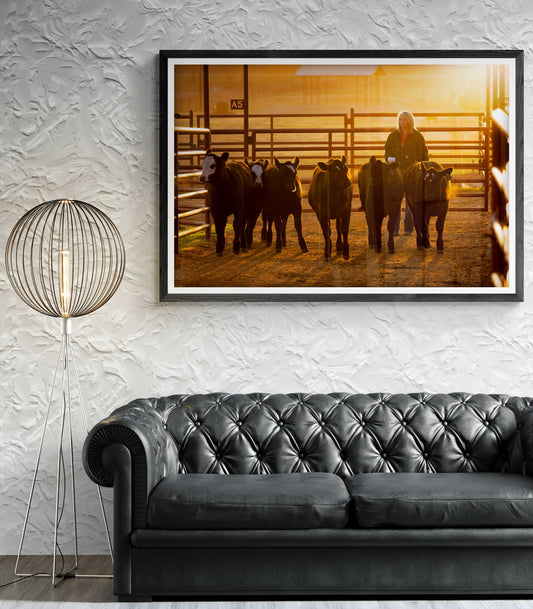 Limited edition fine art print 'Calves at Daybreak: A Texas Ranch Morning in Golden Light' featuring a female ranch hand guiding calves at sunrise. Ideal Western wall art for rustic or farmhouse decor.