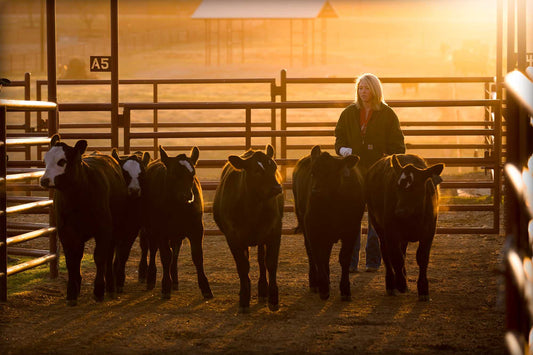 Ranch hand guiding calves through morning light in dusty corral at sunrise on a Texas ranch at 44 Farms