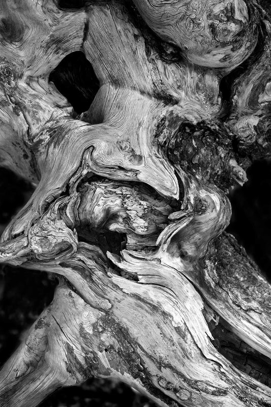 Dead Tree Detail — Yellowstone black and white photograph of weathered wood grain and gnarled forms, an abstract study of texture, line, and natural structure