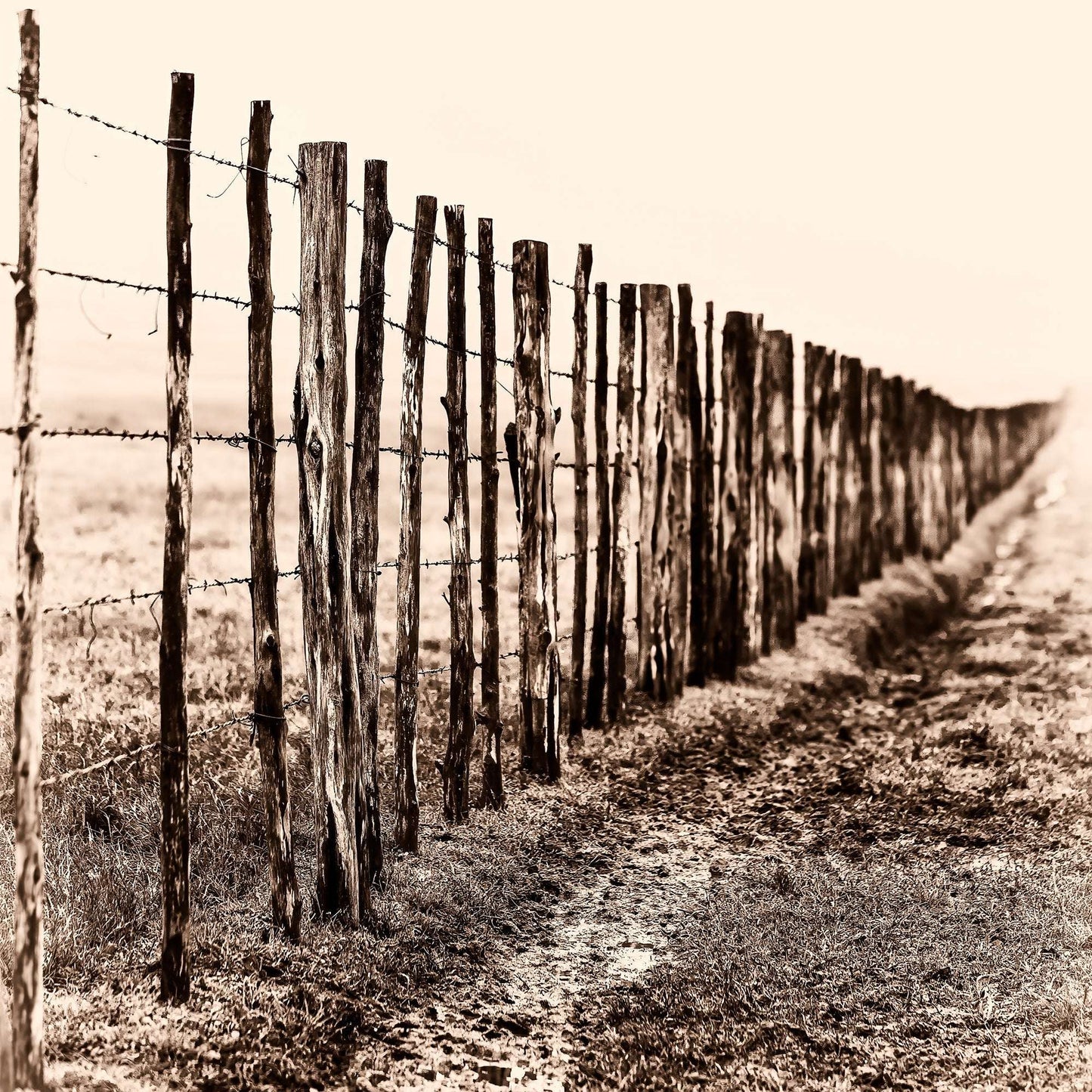 Weathered barbed wire fence line disappearing into fog on a Texas ranch at 44 Farms, evoking distance, memory, and rural landscape.