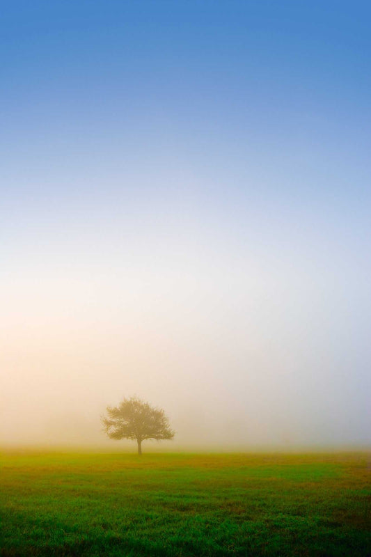 Emergence — minimalist fine art photograph of a lone tree in morning fog at 44 Farms in Texas with soft pastel sky and green pasture