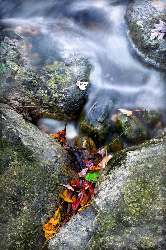 First Frost — fine art photograph of autumn leaves between mossy rocks in a Maine creek, with flowing water and early frost textures