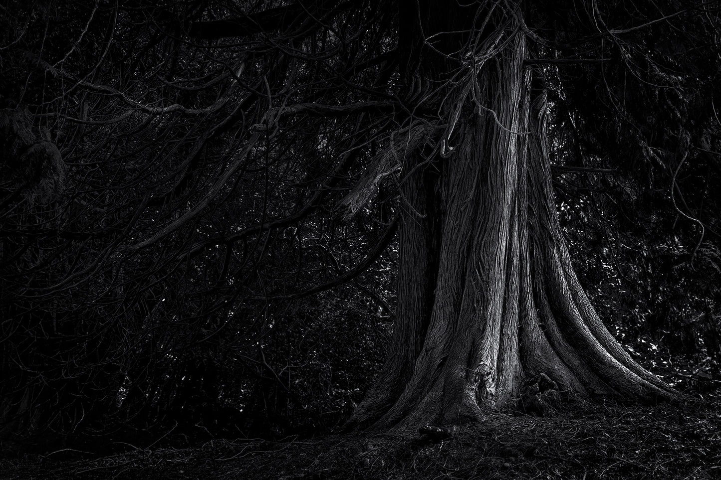 Black and white photograph of an ancient tree near Loch Oich in the Scottish Highlands, emphasizing textured bark, shadow, and enduring form
