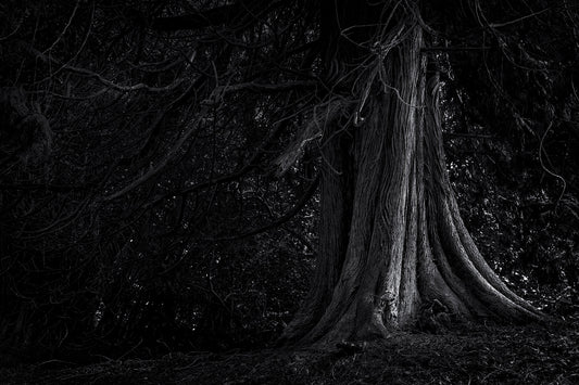 Black and white photograph of an ancient tree near Loch Oich in the Scottish Highlands, emphasizing textured bark, shadow, and enduring form