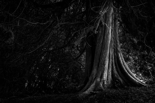 Black and white photograph of an ancient tree near Loch Oich in the Scottish Highlands, emphasizing textured bark, shadow, and enduring form