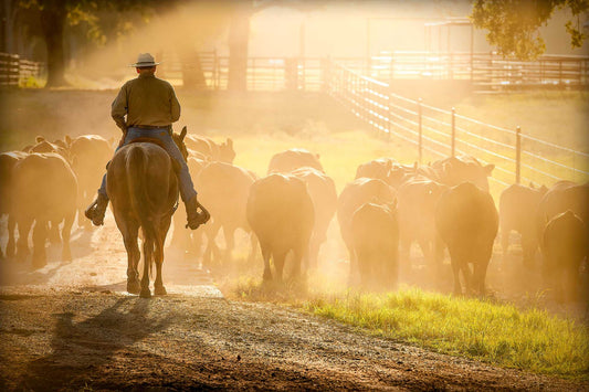 Cowboy on horseback herding cattle through golden dust at sunset on a Texas ranch, backlit by warm evening light.