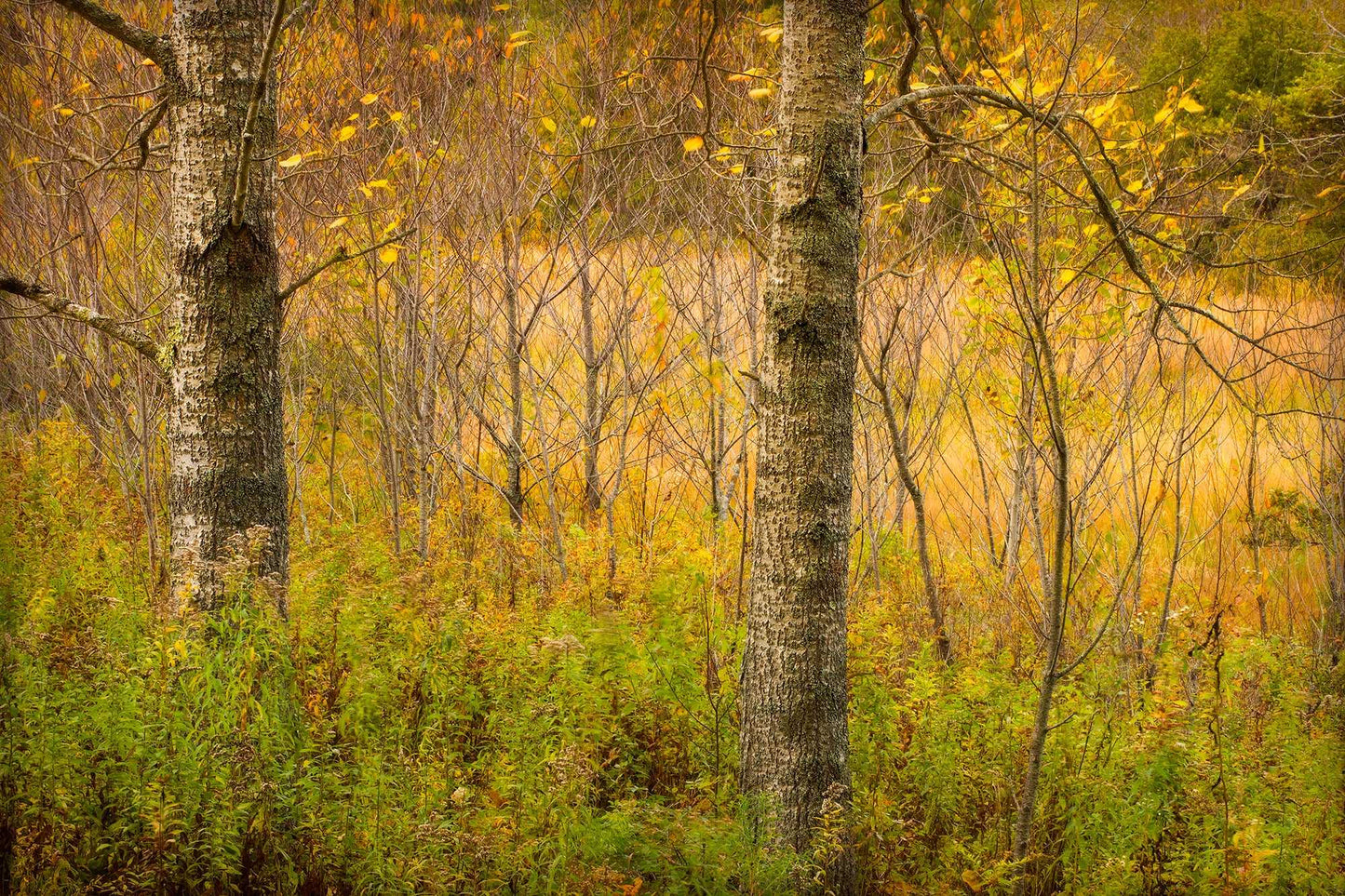 Golden Woods — fine art photograph of layered autumn forest in Maine with golden foliage, tree trunks, and soft natural light