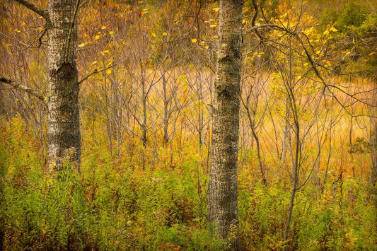 Golden Woods — fine art photograph of layered autumn forest in Maine with golden foliage, tree trunks, and soft natural light